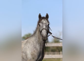Tinker, Hengst, 5 Jahre, 121 cm, Kann Schimmel werden
