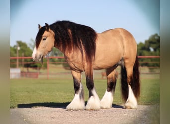 Tinker, Hengst, 5 Jahre, 140 cm, Buckskin