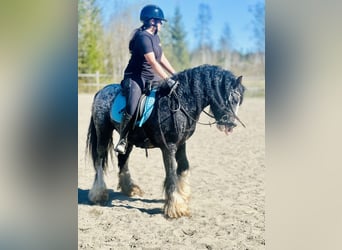 Tinker, Hengst, 5 Jahre, 143 cm, Tigerschecke