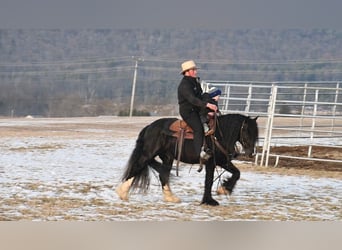 Tinker, Hengst, 5 Jahre, 145 cm, Rappe
