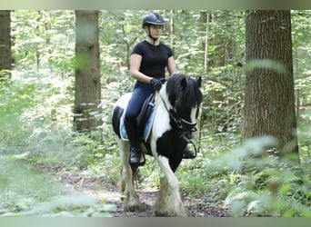 Tinker, Hengst, 6 Jaar, 130 cm, Gevlekt-paard