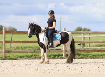 Tinker, Hengst, 6 Jaar, 130 cm, Gevlekt-paard