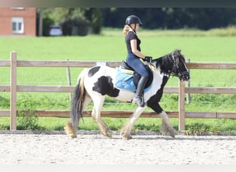 Tinker, Hengst, 6 Jaar, 130 cm, Gevlekt-paard