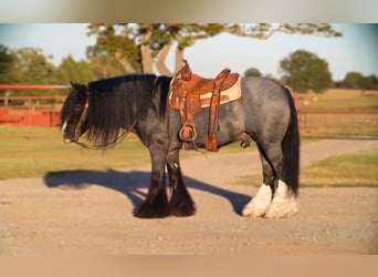 Tinker, Hengst, 6 Jaar, 150 cm, Roan-Blue