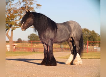 Tinker, Hengst, 6 Jaar, 150 cm, Roan-Blue