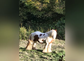 Tinker, Hengst, 6 Jahre, 125 cm, Schecke