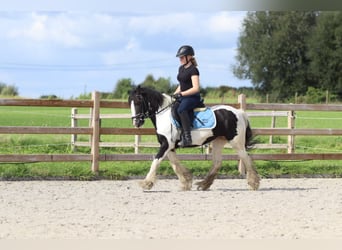 Tinker, Hengst, 6 Jahre, 130 cm, Schecke