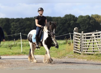 Tinker, Hengst, 6 Jahre, 130 cm, Schecke