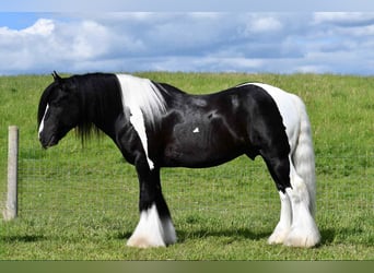 Tinker, Hengst, 6 Jahre, 150 cm