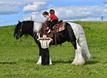 Tinker, Hengst, 6 Jahre, 150 cm