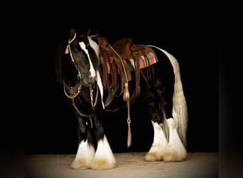 Tinker, Hengst, 6 Jahre, 150 cm