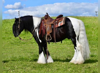Tinker, Hengst, 6 Jahre, 150 cm