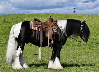 Tinker, Hengst, 6 Jahre, 150 cm