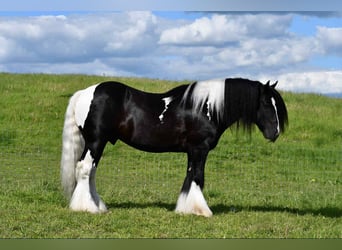 Tinker, Hengst, 6 Jahre, 150 cm