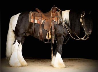 Tinker, Hengst, 6 Jahre, 150 cm