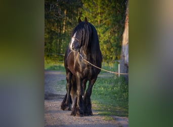 Tinker, Hengst, 6 Jahre, 152 cm, Rappe