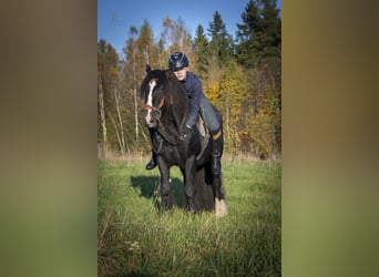 Tinker, Hengst, 6 Jahre, 153 cm, Rappe