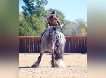 Tinker, Hengst, 7 Jaar, 150 cm, Roan-Blue