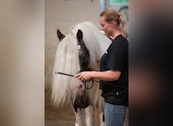 Tinker, Hengst, 7 Jahre, 148 cm