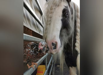 Tinker, Hengst, 7 Jahre, 148 cm