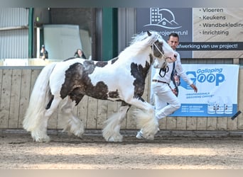 Tinker, Hengst, 7 Jahre, 148 cm
