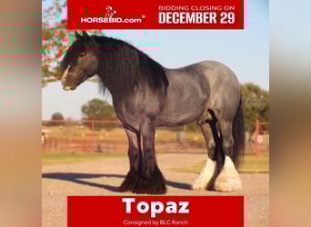 Tinker, Hengst, 7 Jahre, 150 cm, Roan-Blue