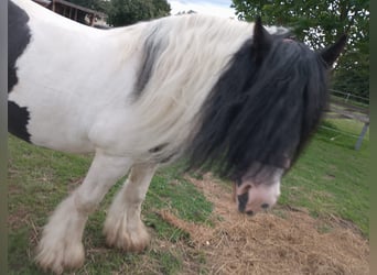 Tinker, Hengst, 8 Jahre, 148 cm, Schecke