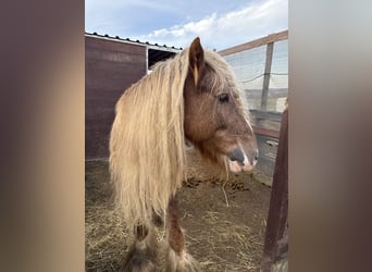 Tinker, Hengst, 9 Jahre, 140 cm