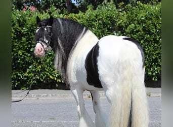 Tinker, Hengst, 9 Jahre, 150 cm, Schecke