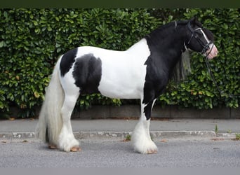 Tinker, Hengst, 9 Jahre, 150 cm, Schecke