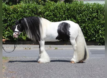 Tinker, Hengst, 9 Jahre, 150 cm, Schecke
