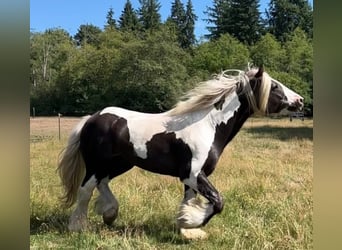 Tinker, Hengst, 12 Jahre