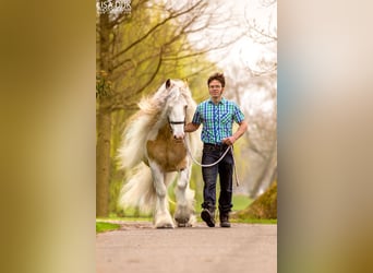 Tinker, Hengst, 14 Jaar, 158 cm, Falbe