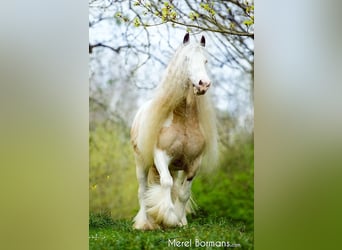 Tinker, Hengst, 14 Jaar, 158 cm, Falbe