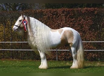Tinker, Hengst, 14 Jahre, 158 cm, Falbe