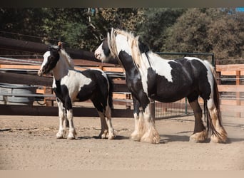 Tinker, Hengst, Fohlen (04/2025), 104 cm, Schecke