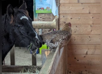 Tinker Mix, Hengst, Fohlen (06/2025), 115 cm, Schecke