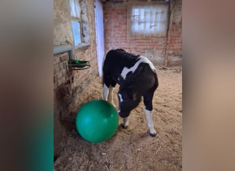 Tinker Mix, Hengst, Fohlen (06/2025), 115 cm, Schecke