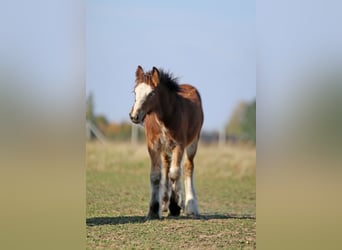 Tinker, Hengst, Fohlen (06/2026), 135 cm, Brauner