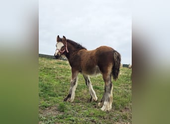 Tinker, Hengst, Fohlen (06/2026), 135 cm, Brauner