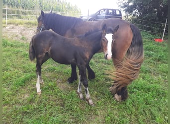 Tinker Mix, Hengst, Fohlen (05/2023), 140 cm, Brauner