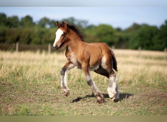 Tinker, Hengst, Fohlen (06/2026), 140 cm, Rotbrauner