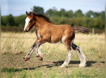 Tinker, Hengst, Fohlen (06/2026), 140 cm, Rotbrauner