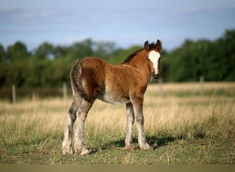Tinker, Hengst, Fohlen (06/2026), 140 cm, Rotbrauner