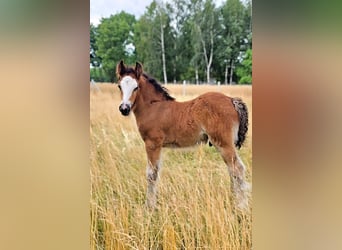 Tinker, Hengst, Fohlen (06/2026), 140 cm, Rotbrauner