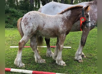 Tinker, Hengst, Fohlen (05/2023), 145 cm, Tigerschecke