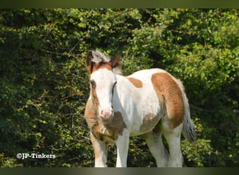 Tinker, Hengst, Fohlen (04/2024), 150 cm, Tobiano-alle-Farben