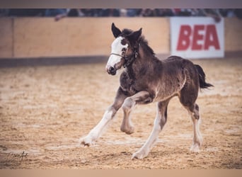 Tinker, Hengst, , 160 cm, Rappe