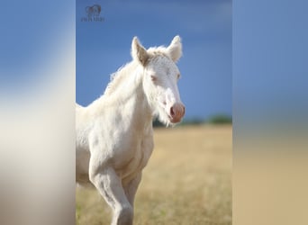 Tinker, Hengst, Fohlen (01/2026), Cremello