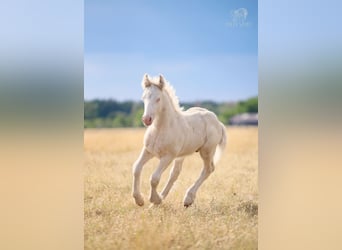 Tinker, Hengst, Fohlen (01/2026), Cremello